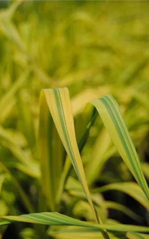 Phragmites australis 'Variegatus'