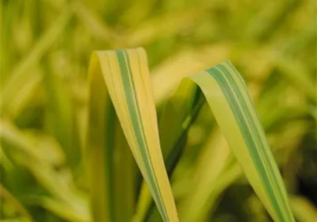 Phragmites australis 'Variegatus' - Buntblättriges Schilf