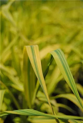 Buntblättriges Schilf - Phragmites australis 'Variegatus'