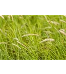 Herbst-Blaugras - Sesleria autumnalis