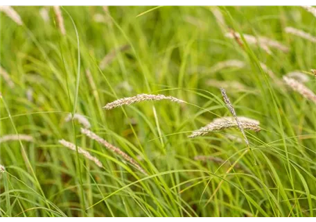 Sesleria autumnalis - Herbst-Blaugras