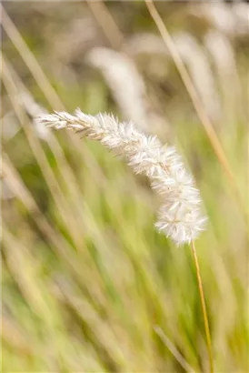 Wimper-Perlgras - Melica ciliata