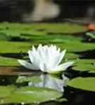 Weißblühende Seerose - Nymphaea alba