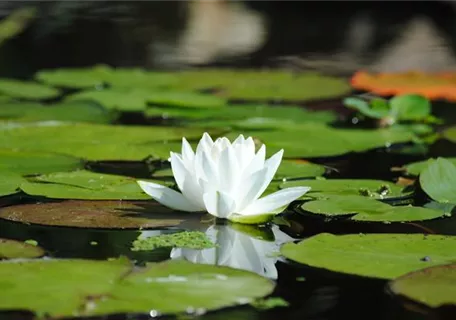 Nymphaea alba - Weißblühende Seerose