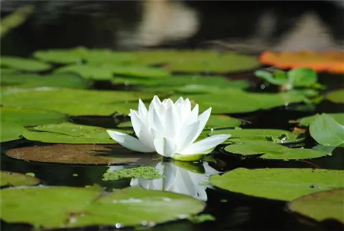 Weißblühende Seerose - Nymphaea alba