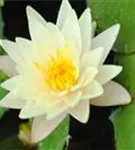 Weißblühende Seerose - Nymphaea alba