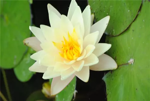 Weißblühende Seerose - Nymphaea alba