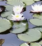 Weißblühende Seerose - Nymphaea alba