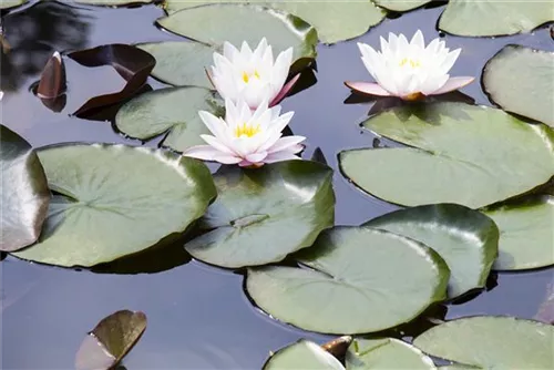 Weißblühende Seerose - Nymphaea alba