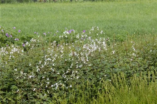 Dreiblattspiere - Gillenia trifoliata