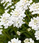 Immergrüne Garten-Schleifenblume - Iberis sempervirens 'Snowflake'