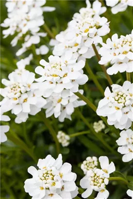 Immergrüne Garten-Schleifenblume - Iberis sempervirens 'Snowflake'