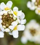 Immergrüne Garten-Schleifenblume - Iberis sempervirens 'Snowflake'