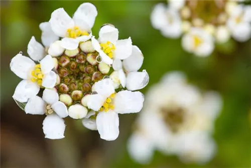 Immergrüne Garten-Schleifenblume - Iberis sempervirens 'Snowflake'