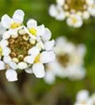 Immergrüne Garten-Schleifenblume - Iberis sempervirens 'Snowflake'