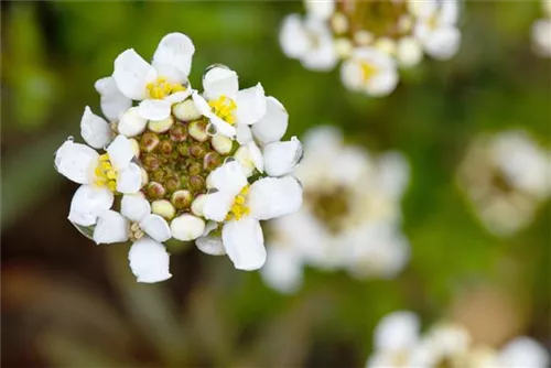 Immergrüne Garten-Schleifenblume - Iberis sempervirens 'Snowflake'