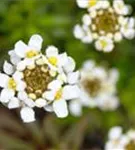 Immergrüne Garten-Schleifenblume - Iberis sempervirens 'Snowflake'