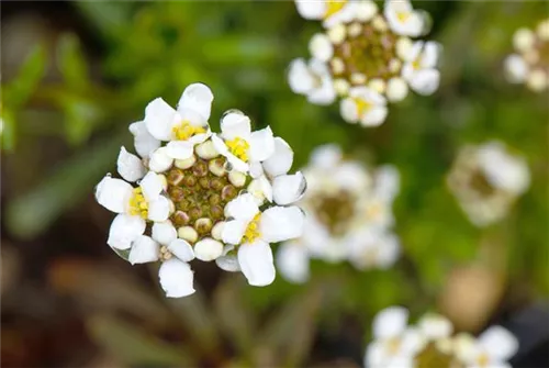 Immergrüne Garten-Schleifenblume - Iberis sempervirens 'Snowflake'