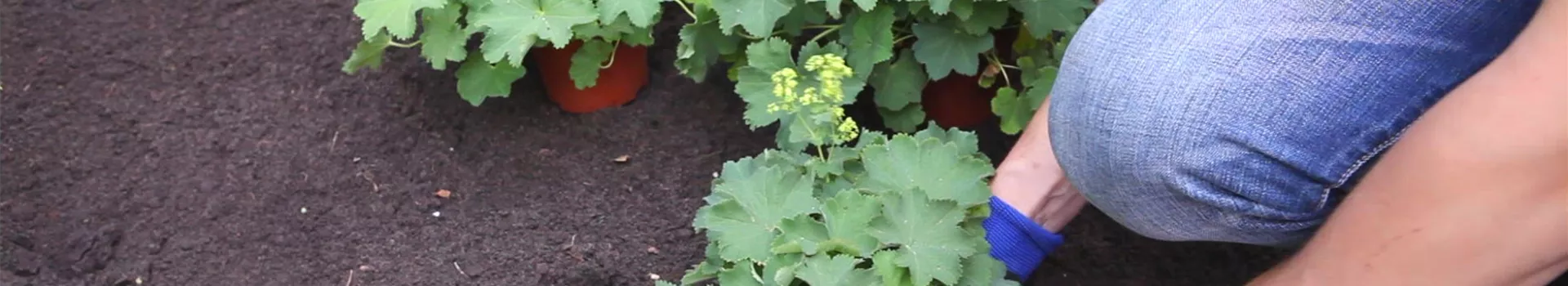 Frauenmantel - Einpflanzen im Garten