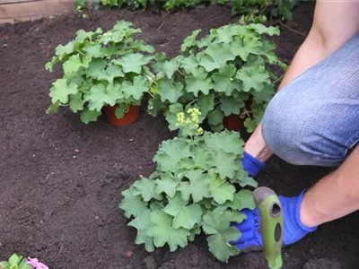 Frauenmantel - Einpflanzen im Garten