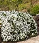 Immergrüne Garten-Schleifenblume - Iberis sempervirens 'Snowflake'