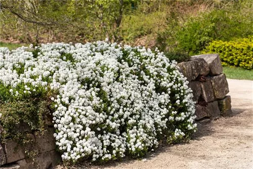 Immergrüne Garten-Schleifenblume - Iberis sempervirens 'Snowflake'