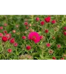 Garten-Raublatt-Aster - Aster novae-angliae 'Alma Pötschke'