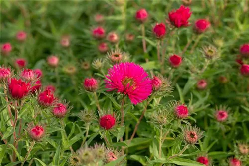 Garten-Raublatt-Aster - Aster novae-angliae 'Alma Pötschke'