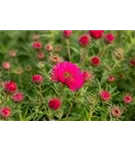 Garten-Raublatt-Aster - Aster novae-angliae 'Alma Pötschke'