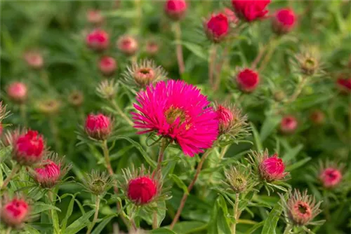 Garten-Raublatt-Aster - Aster novae-angliae 'Alma Pötschke'