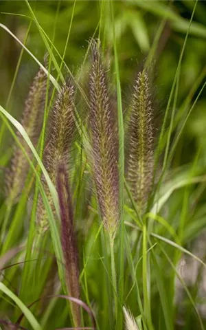 Pennisetum alopecuroides 'Compressum'