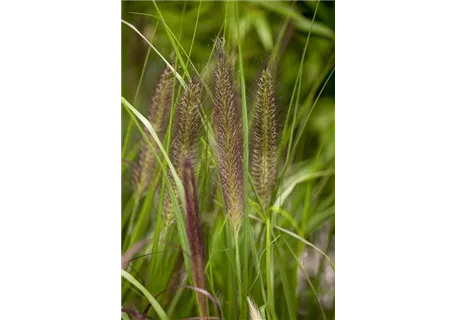 Pennisetum alopecuroides 'Compressum' - Garten-Federborstengras