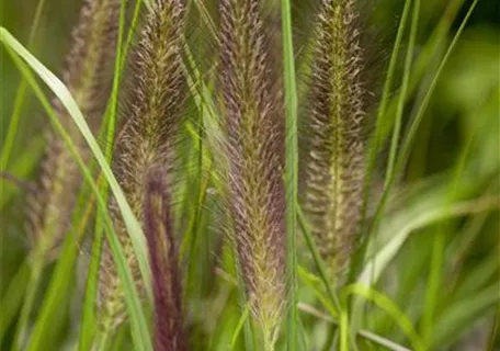 Pennisetum alopecuroides var.viridescens - Garten-Federborstengras