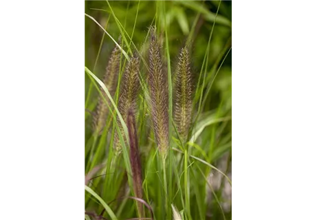 Pennisetum alopecuroides 'Compressum' - Garten-Federborstengras