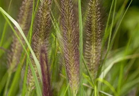 Pennisetum alopecuroides var.viridescens - Garten-Federborstengras