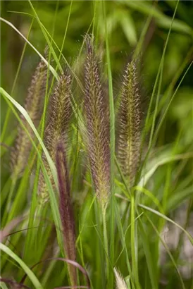 Garten-Federborstengras - Pennisetum alopecuroides 'Compressum'