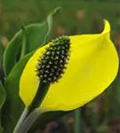 Amerikanische, gelbe Scheinkalla - Lysichiton americanus