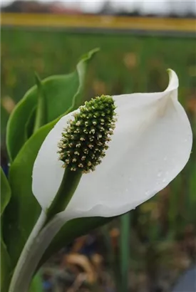 Amerikanische, gelbe Scheinkalla - Lysichiton americanus