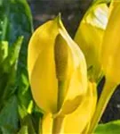 Amerikanische, gelbe Scheinkalla - Lysichiton americanus