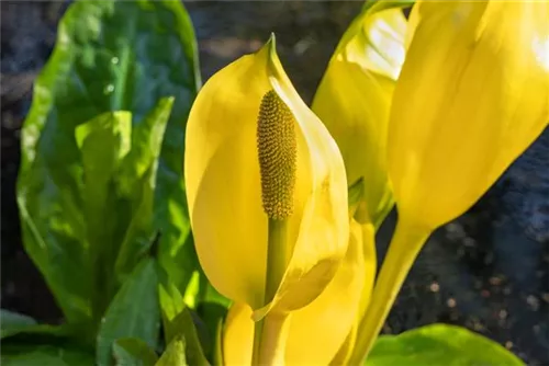 Amerikanische, gelbe Scheinkalla - Lysichiton americanus