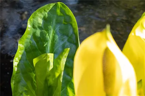 Amerikanische, gelbe Scheinkalla - Lysichiton americanus