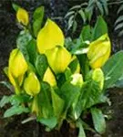 Amerikanische, gelbe Scheinkalla - Lysichiton americanus