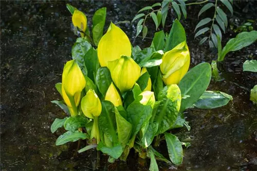 Amerikanische, gelbe Scheinkalla - Lysichiton americanus