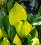 Amerikanische, gelbe Scheinkalla - Lysichiton americanus