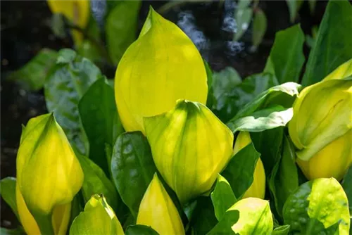 Amerikanische, gelbe Scheinkalla - Lysichiton americanus