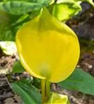 Amerikanische, gelbe Scheinkalla - Lysichiton americanus