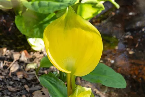 Amerikanische, gelbe Scheinkalla - Lysichiton americanus