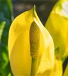 Amerikanische, gelbe Scheinkalla - Lysichiton americanus