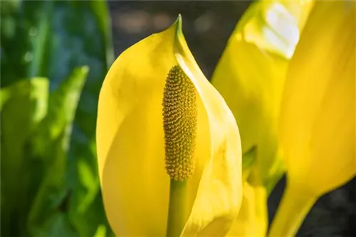 Amerikanische, gelbe Scheinkalla - Lysichiton americanus