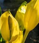 Amerikanische, gelbe Scheinkalla - Lysichiton americanus